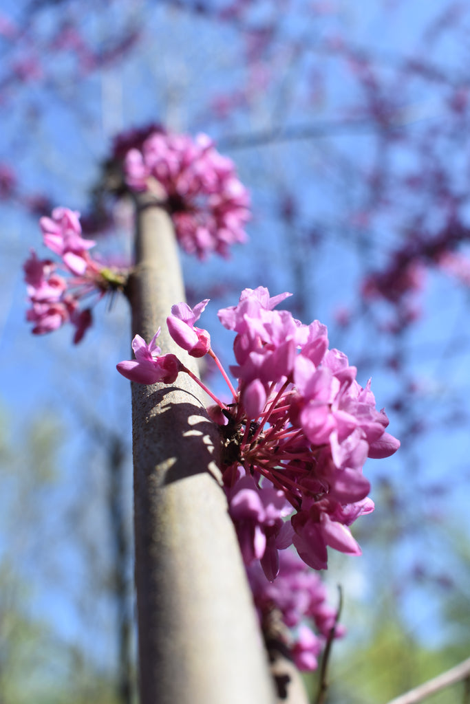 Digital Print - Budding Power