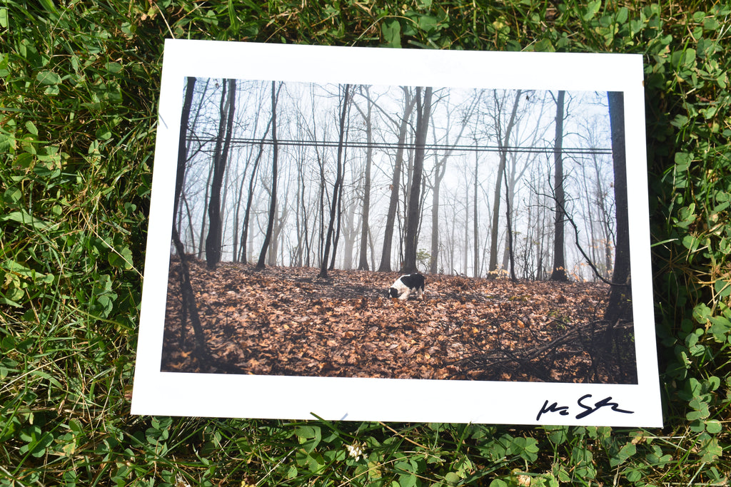 Dog Fog by Nick Stauffer