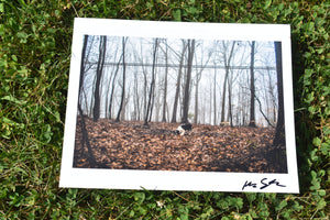 Dog Fog by Nick Stauffer