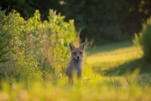 Digital Print - East 40 Red Fox Club