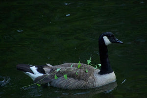 Digital Print - Silly Goose